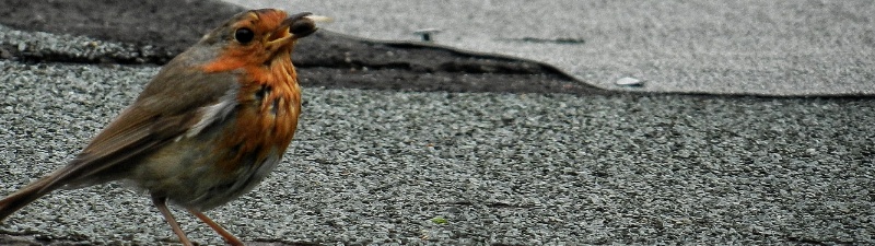 Branch Cover