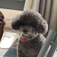 Mocha MOchi
